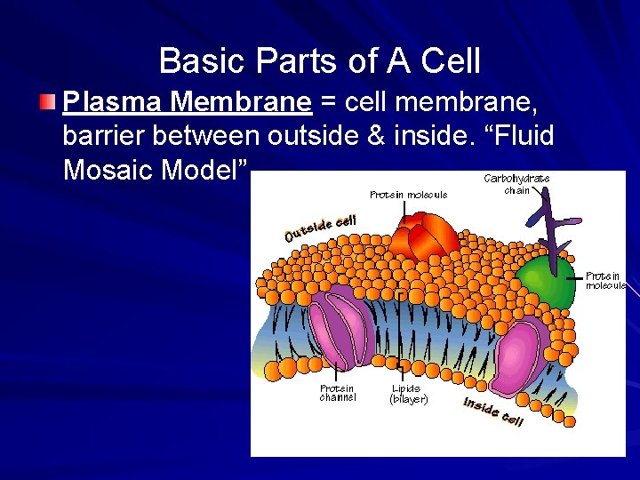 Basic Parts of A Cell Plasma Membrane = cell membrane, barrier between outside &