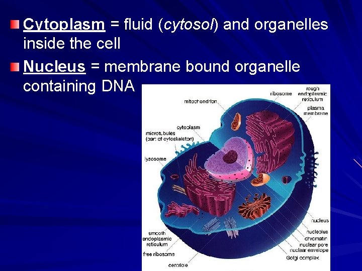 Cytoplasm = fluid (cytosol) and organelles inside the cell Nucleus = membrane bound organelle