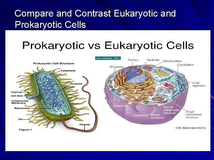 Compare and Contrast Eukaryotic and Prokaryotic Cells 