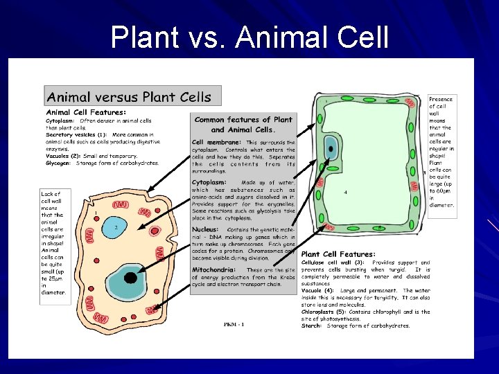 Plant vs. Animal Cell 