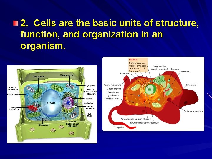 2. Cells are the basic units of structure, function, and organization in an organism.