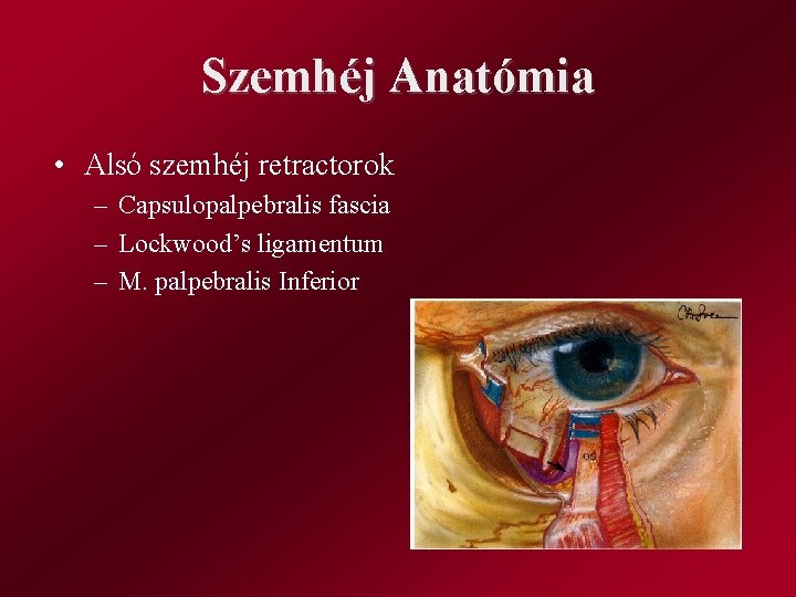Szemhéj Anatómia • Alsó szemhéj retractorok – Capsulopalpebralis fascia – Lockwood’s ligamentum – M.