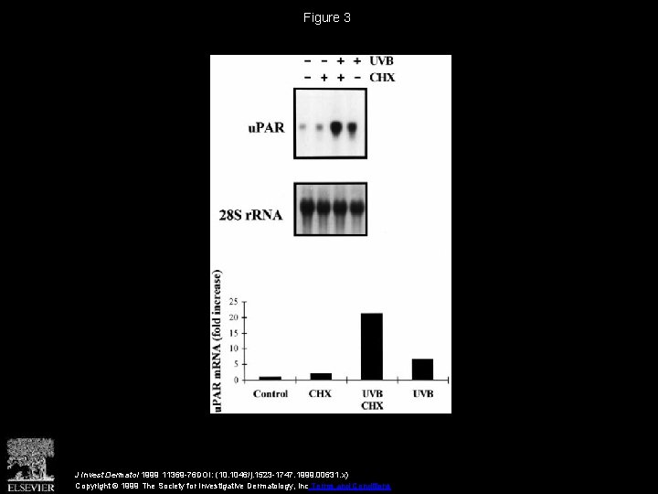 Figure 3 J Invest Dermatol 1999 11369 -76 DOI: (10. 1046/j. 1523 -1747. 1999.