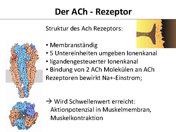 Der ACh - Rezeptor Struktur des Ach Rezeptors: • Membranständig • 5 Untereinheiten umgeben