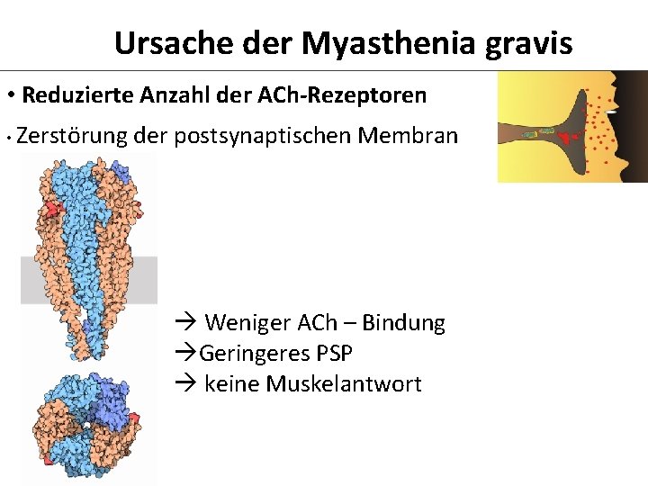 Ursache der Myasthenia gravis • Reduzierte Anzahl der ACh-Rezeptoren • Zerstörung der postsynaptischen Membran