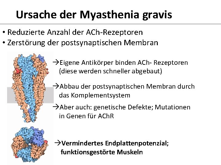 Ursache der Myasthenia gravis • Reduzierte Anzahl der ACh-Rezeptoren • Zerstörung der postsynaptischen Membran