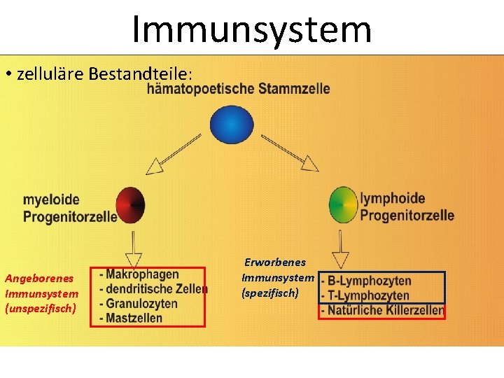 Immunsystem • zelluläre Bestandteile: Angeborenes Immunsystem (unspezifisch) Erworbenes Immunsystem (spezifisch) 