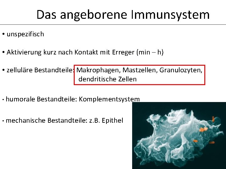 Das angeborene Immunsystem • unspezifisch • Aktivierung kurz nach Kontakt mit Erreger (min –