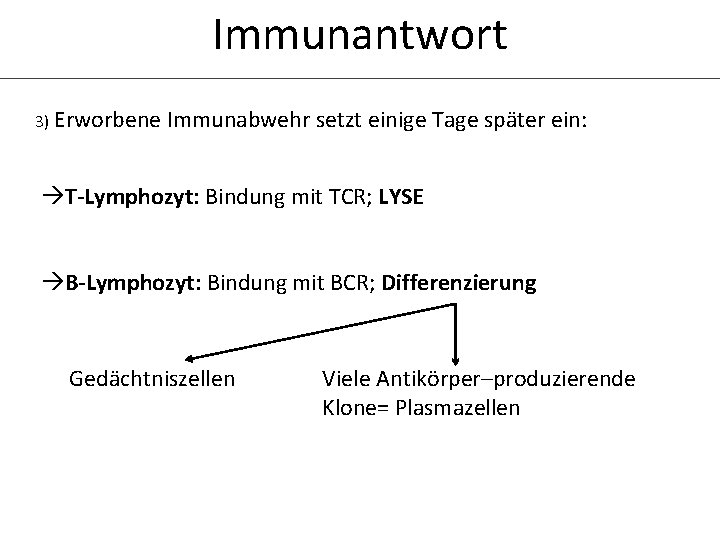 Immunantwort 3) Erworbene Immunabwehr setzt einige Tage später ein: T-Lymphozyt: Bindung mit TCR; LYSE