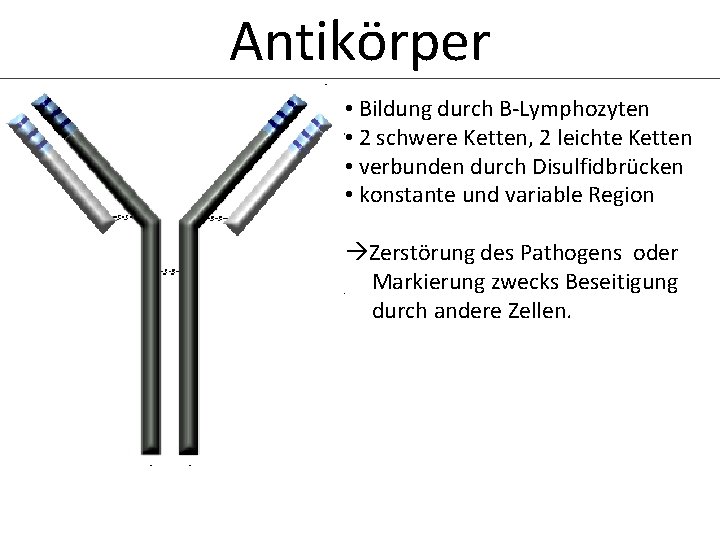 Antikörper • Bildung durch B-Lymphozyten • 2 schwere Ketten, 2 leichte Ketten • verbunden