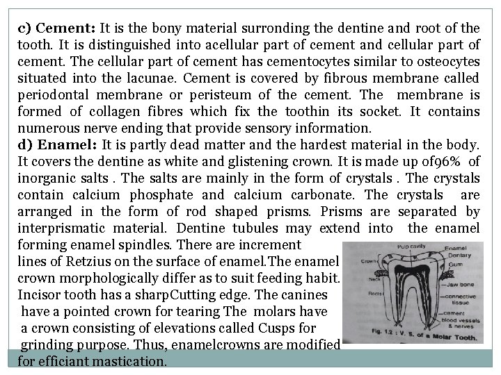 c) Cement: It is the bony material surronding the dentine and root of the c) Cement: It is the bony material surronding the dentine and root of the