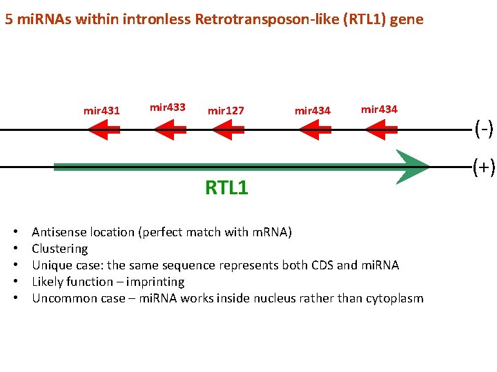 5 mi. RNAs within intronless Retrotransposon-like (RTL 1) gene mir 431 mir 433 mir