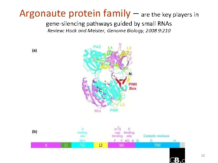 Argonaute protein family – are the key players in gene-silencing pathways guided by small