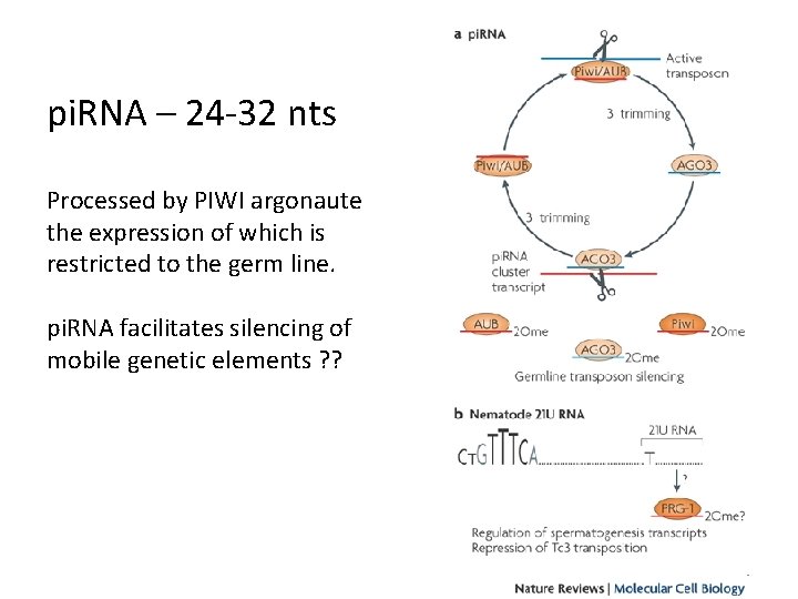 pi. RNA – 24 -32 nts Processed by PIWI argonaute the expression of which