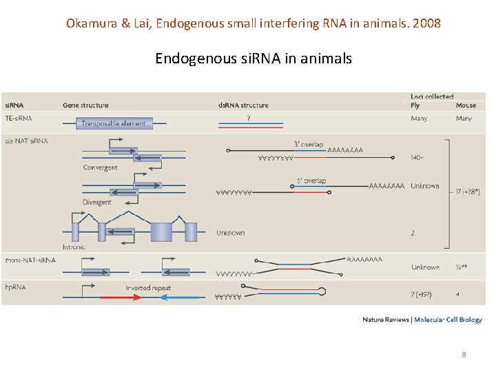 Okamura & Lai, Endogenous small interfering RNA in animals. 2008 Endogenous si. RNA in