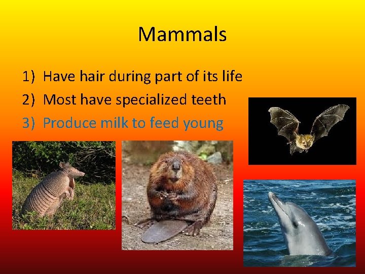Mammals 1) Have hair during part of its life 2) Most have specialized teeth