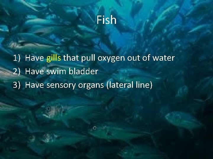 Fish 1) Have gills that pull oxygen out of water 2) Have swim bladder