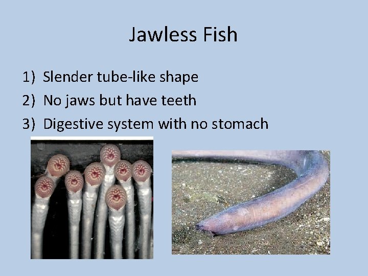 Jawless Fish 1) Slender tube-like shape 2) No jaws but have teeth 3) Digestive