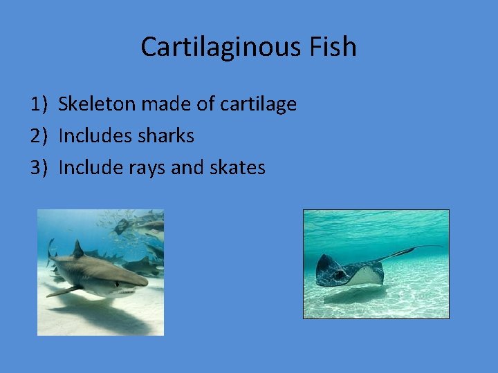 Cartilaginous Fish 1) Skeleton made of cartilage 2) Includes sharks 3) Include rays and