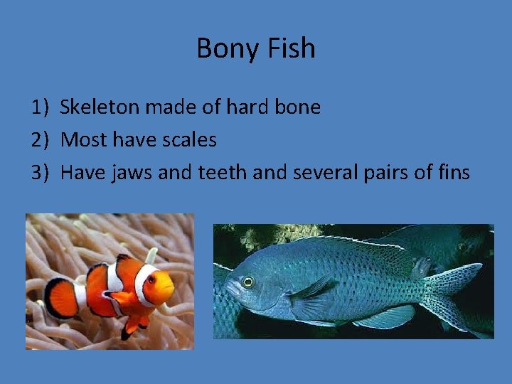 Bony Fish 1) Skeleton made of hard bone 2) Most have scales 3) Have
