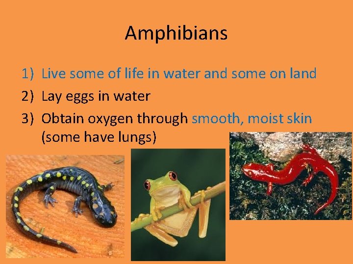 Amphibians 1) Live some of life in water and some on land 2) Lay