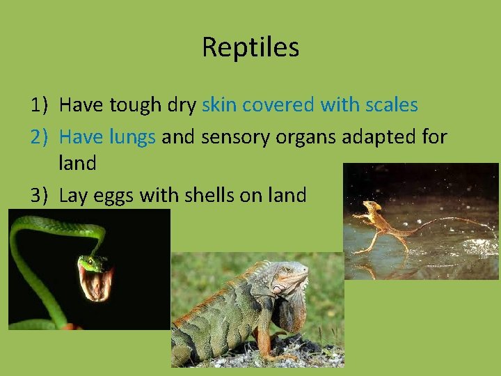 Reptiles 1) Have tough dry skin covered with scales 2) Have lungs and sensory