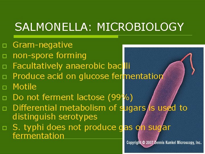 SALMONELLA: MICROBIOLOGY o o o o Gram-negative non-spore forming Facultatively anaerobic bacilli Produce acid