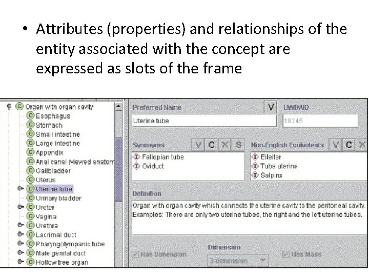 • Attributes (properties) and relationships of the entity associated with the concept are • Attributes (properties) and relationships of the entity associated with the concept are