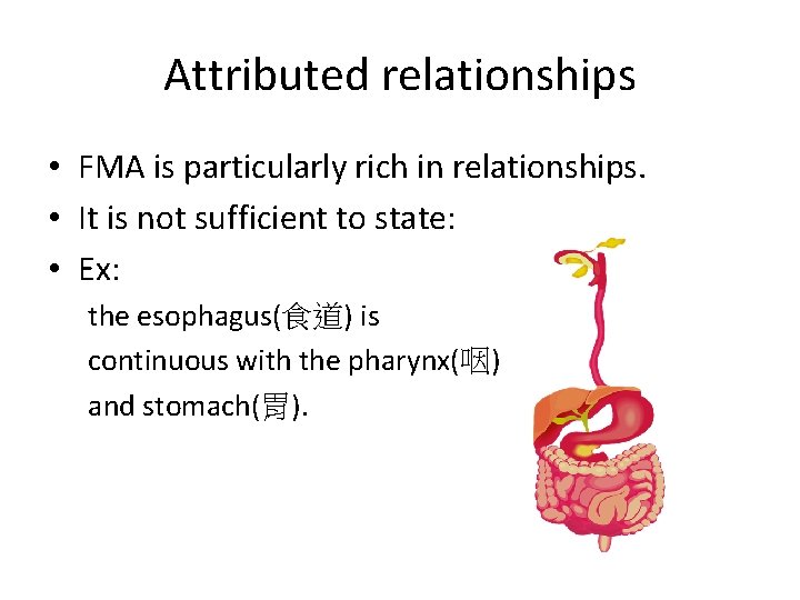 Attributed relationships • FMA is particularly rich in relationships. • It is not sufficient Attributed relationships • FMA is particularly rich in relationships. • It is not sufficient