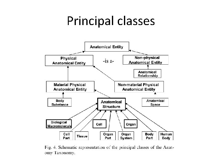 Principal classes Principal classes
