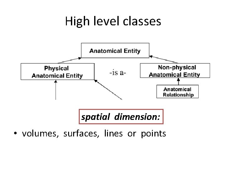 High level classes spatial dimension: • volumes, surfaces, lines or points High level classes spatial dimension: • volumes, surfaces, lines or points