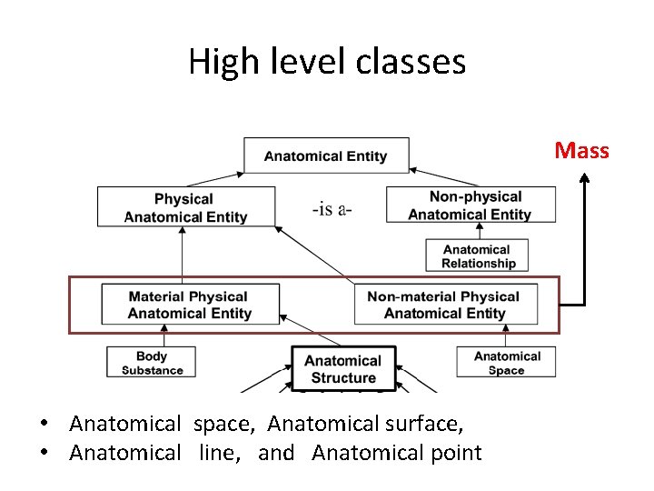 High level classes Mass • Anatomical space, Anatomical surface, • Anatomical line, and Anatomical High level classes Mass • Anatomical space, Anatomical surface, • Anatomical line, and Anatomical