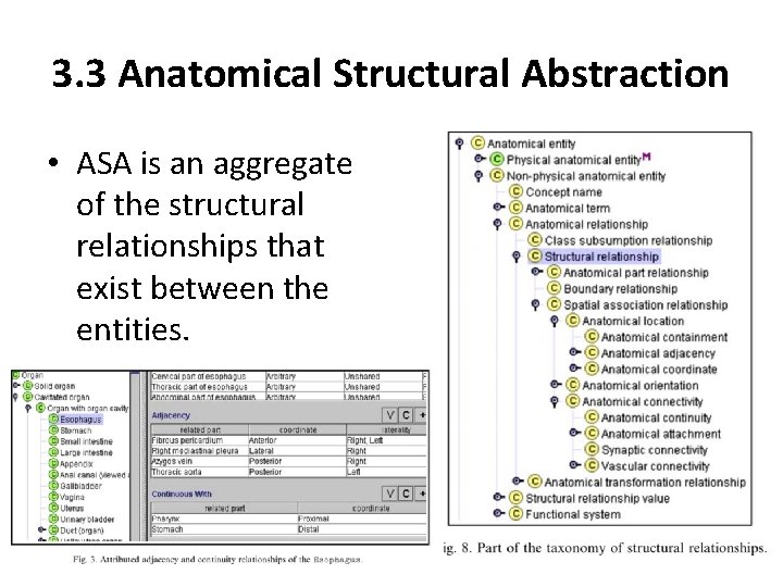 3. 3 Anatomical Structural Abstraction • ASA is an aggregate of the structural relationships 3. 3 Anatomical Structural Abstraction • ASA is an aggregate of the structural relationships
