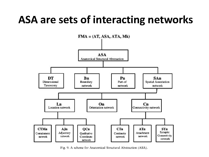 ASA are sets of interacting networks ASA are sets of interacting networks
