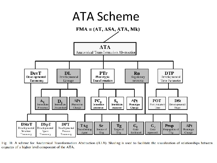 ATA Scheme ATA Scheme
