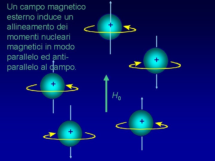 Un campo magnetico esterno induce un allineamento dei momenti nucleari magnetici in modo parallelo