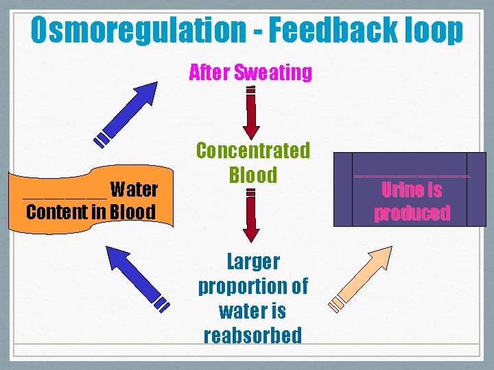 Osmoregulation - Feedback loop After Sweating ____ Water Content in Blood Concentrated Blood Larger