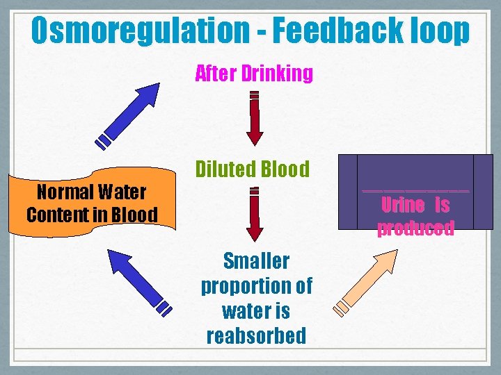 Osmoregulation - Feedback loop After Drinking Normal Water Content in Blood Diluted Blood Smaller