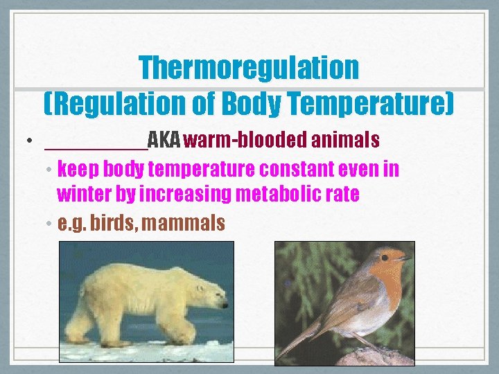 Thermoregulation (Regulation of Body Temperature) • _____AKA warm-blooded animals • keep body temperature constant