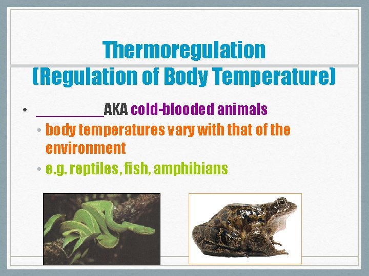 Thermoregulation (Regulation of Body Temperature) • ____AKA cold-blooded animals • body temperatures vary with