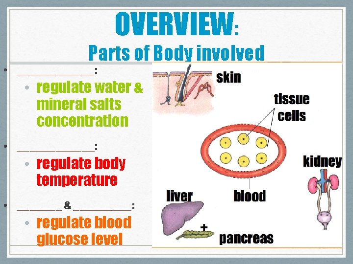 OVERVIEW: Parts of Body involved • ______: • regulate water & mineral salts concentration