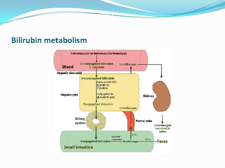 Bilirubin metabolism 