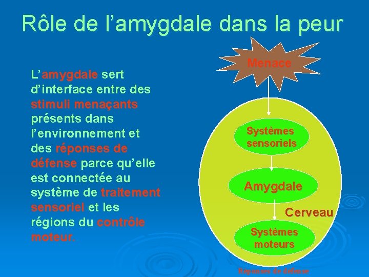 Rôle de l’amygdale dans la peur L’amygdale sert d’interface entre des stimuli menaçants présents