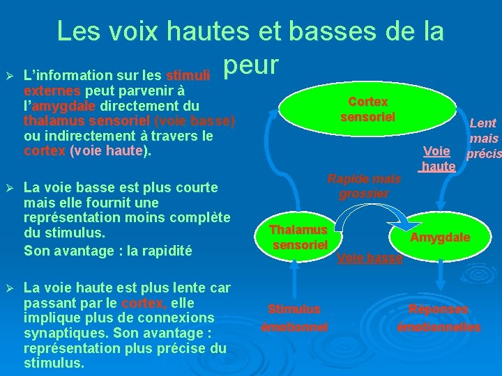 Ø Ø Ø Les voix hautes et basses de la L’information sur les stimuli