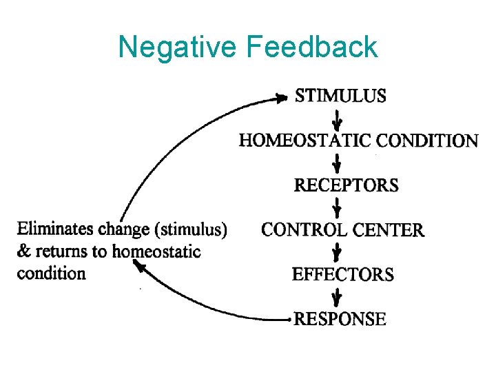 Negative Feedback Negative Feedback