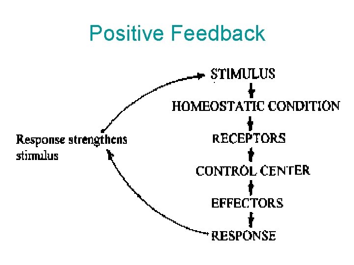 Positive Feedback Positive Feedback