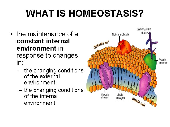 WHAT IS HOMEOSTASIS? • the maintenance of a constant internal environment in response to WHAT IS HOMEOSTASIS? • the maintenance of a constant internal environment in response to
