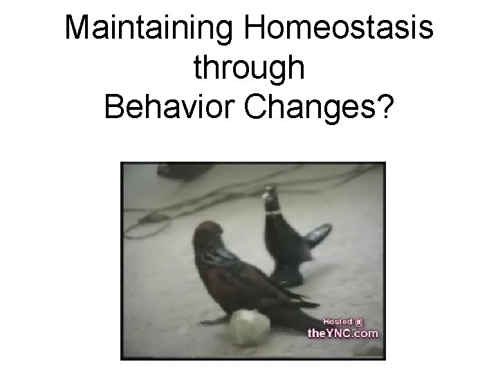 Maintaining Homeostasis through Behavior Changes? Maintaining Homeostasis through Behavior Changes?