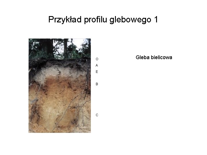 Przykład profilu glebowego 1 O A E B C Gleba bielicowa 