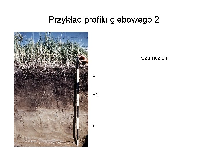 Przykład profilu glebowego 2 Czarnoziem A AC C 